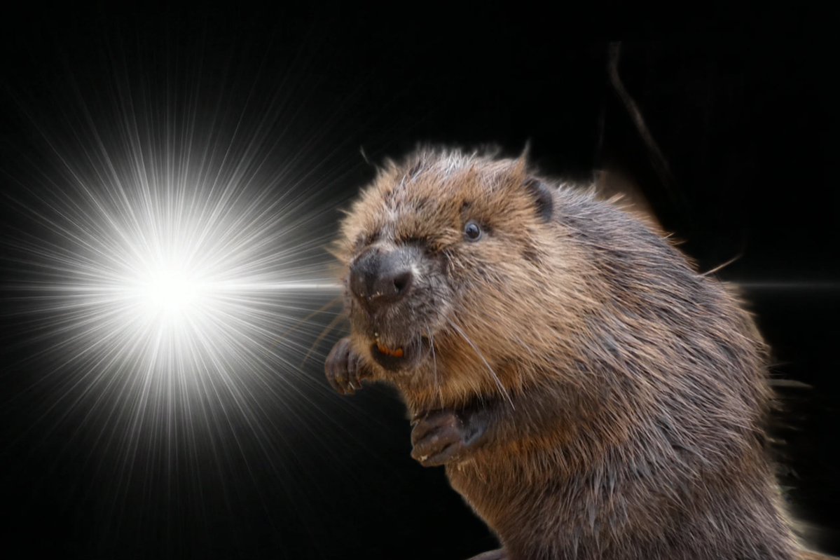 みそﾝﾇ🦫🪣 tweet media