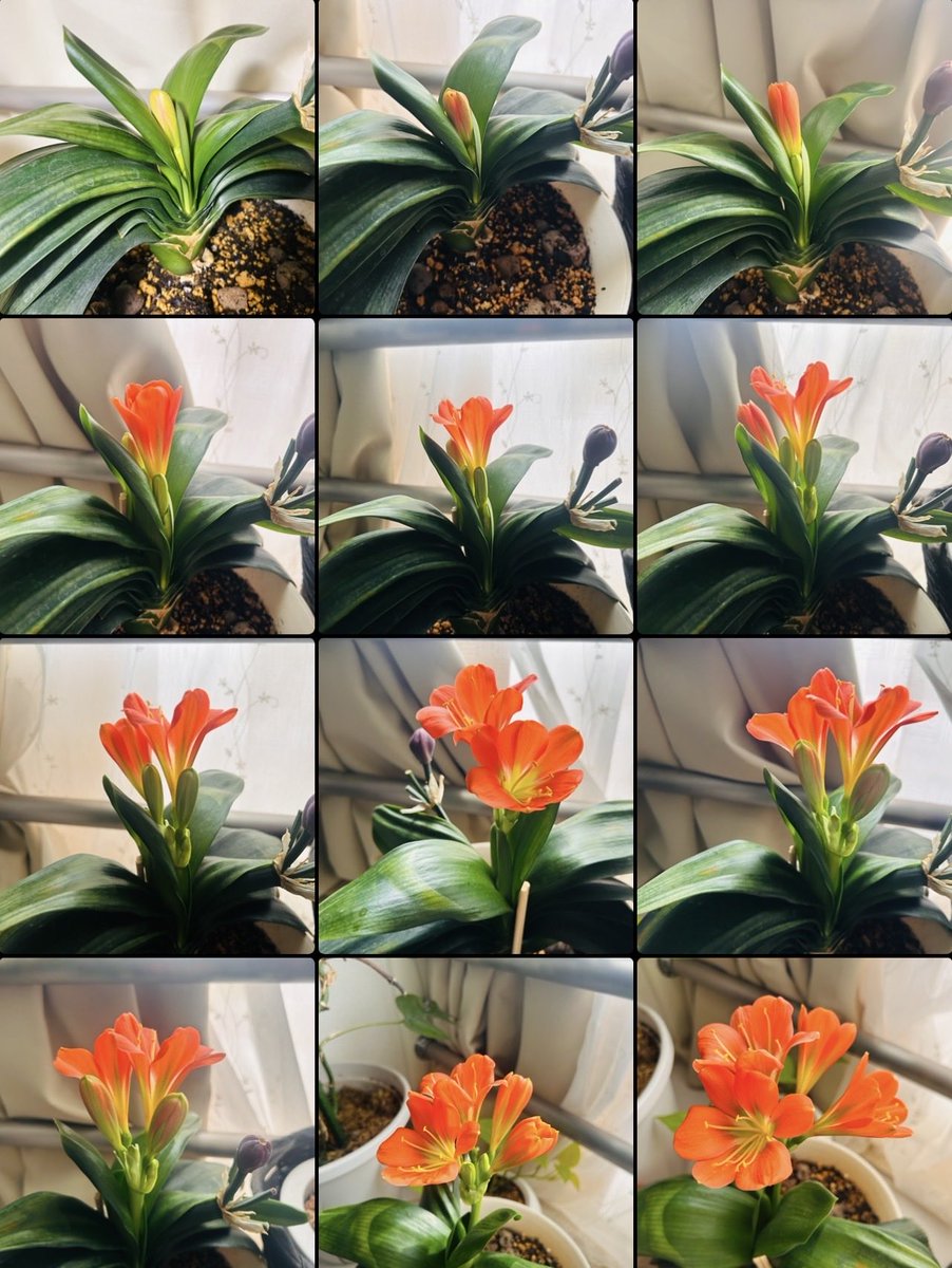 ひろし達 tweet media