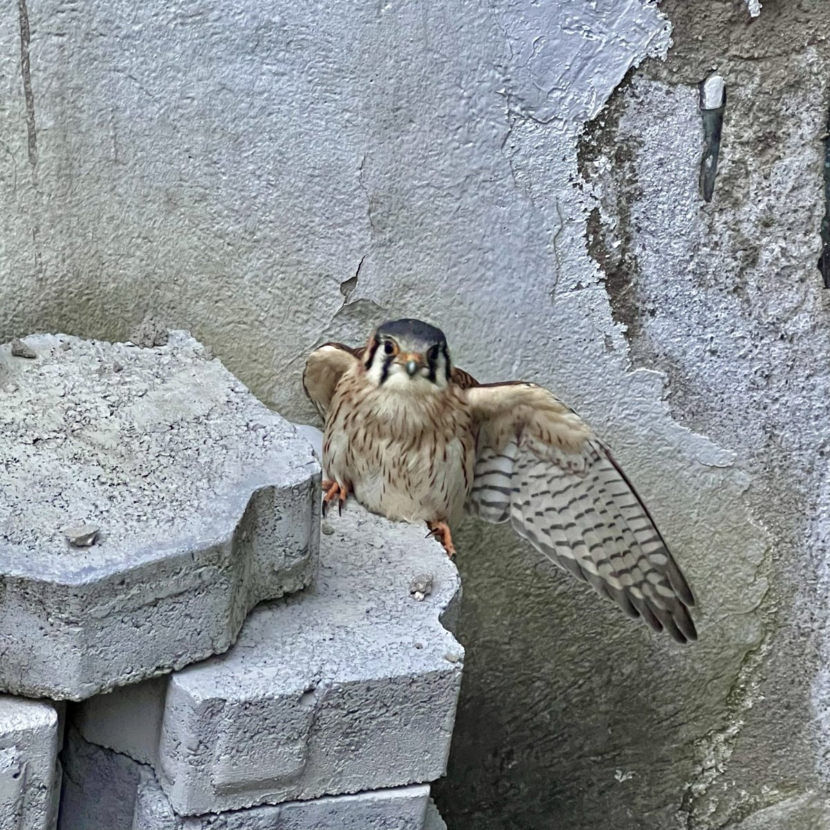 Diomedes_PM's tweet image. 1/6 #Hilo🧶 La 𝗦𝗲𝗴𝘂𝗿𝗶𝗱𝗮𝗱 𝗖𝗶𝘂𝗱𝗮𝗱𝗮𝗻𝗮 empieza siendo buen ciudadano 🤝. Cuidarnos es cuidar nuestro entorno🌿.

La historia de hoy empieza con este pequeño halcón.

#SeguridadCiudadana