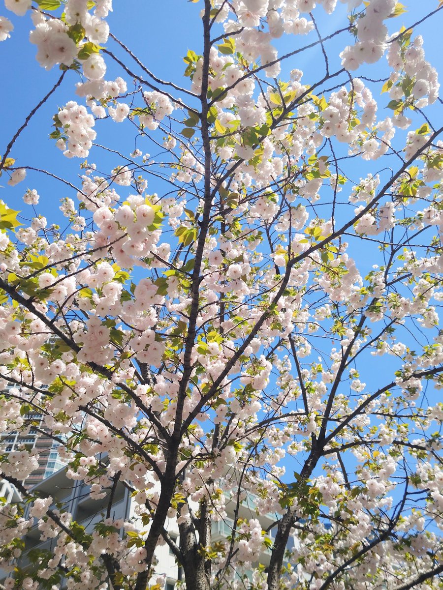 昼休みにお花見。
のほほんと🌸🍀