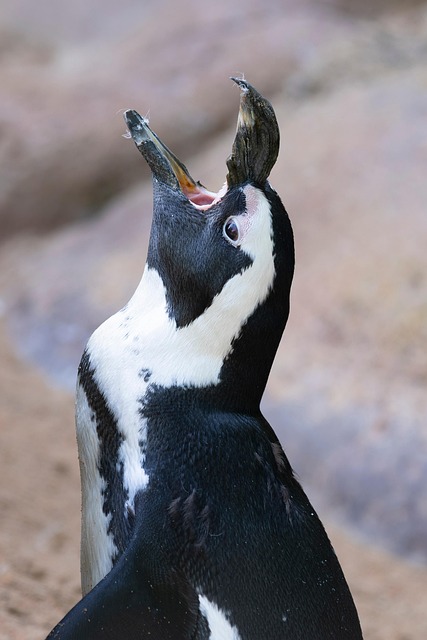 Gussie Price tweet media