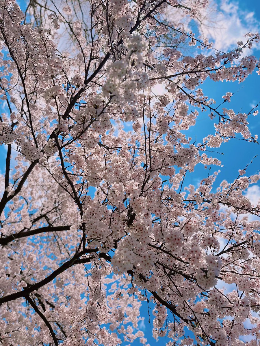 たんしお。 tweet media