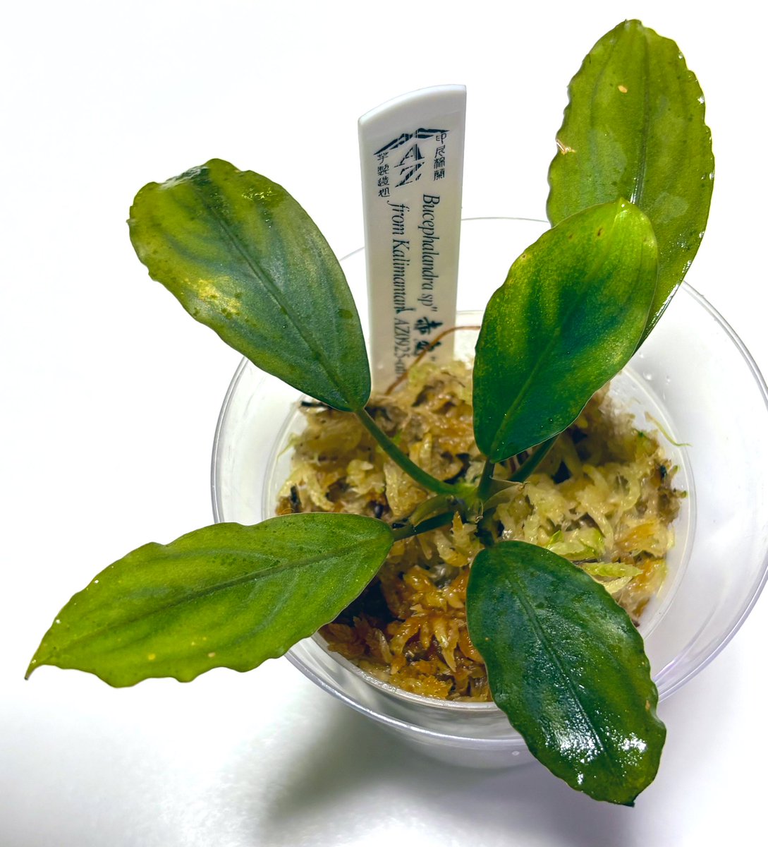 RYOKU33♂ tweet media