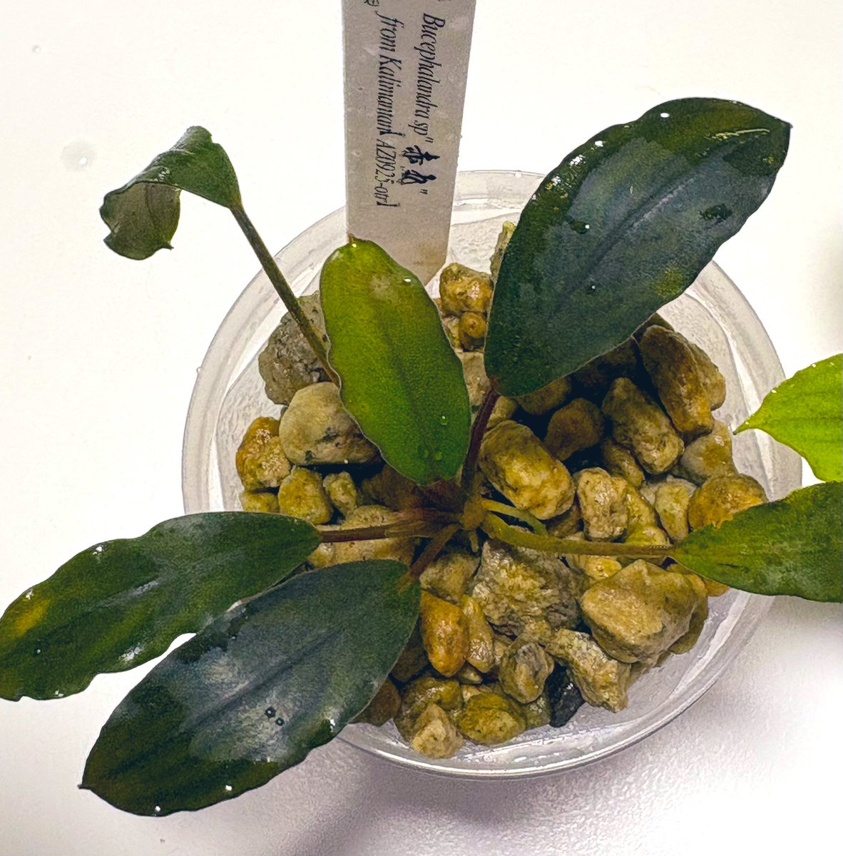 RYOKU33♂ tweet media