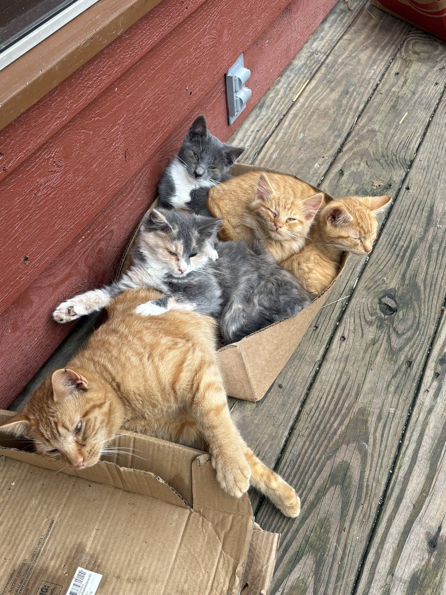 AllThingsFirearms tweet media