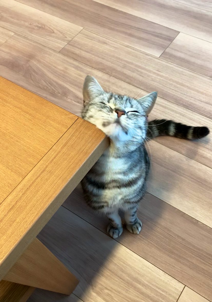 あんこともなか🐾充電ねこ tweet media