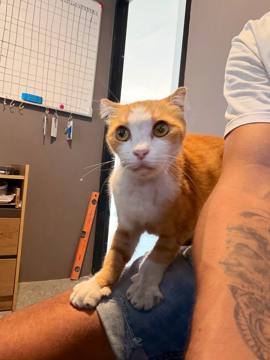 ʙᴇʟʟɪ's (yeni hesap) tweet media