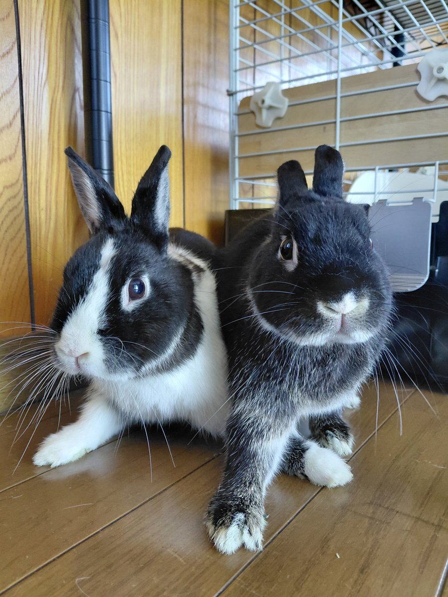 こはく&こちゃ tweet media