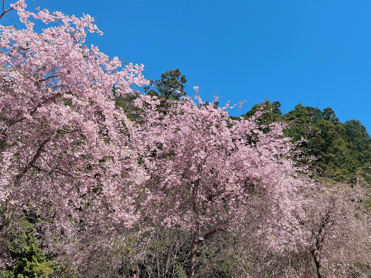 yuuto_pq's tweet photo. 桜綺麗🌸

#吉野山 https://t.co/5m8yJJzxw5