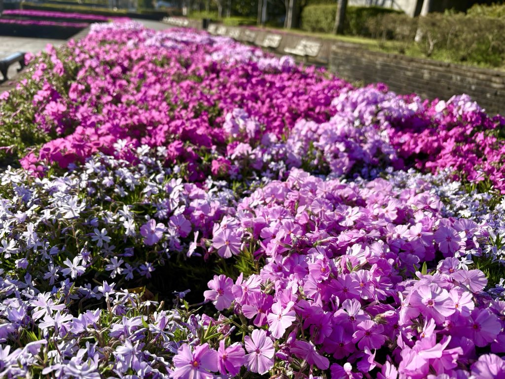 KasugaPark's tweet photo. 花壇ボランティアさんと一緒に管理しているカスケード花壇の芝桜が一気ち見頃を迎えました♪ https://t.co/EFE5abYexc