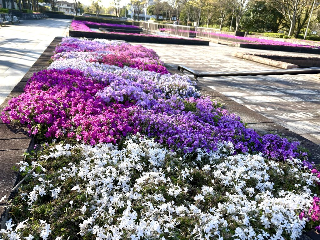 KasugaPark's tweet photo. 花壇ボランティアさんと一緒に管理しているカスケード花壇の芝桜が一気ち見頃を迎えました♪ https://t.co/EFE5abYexc