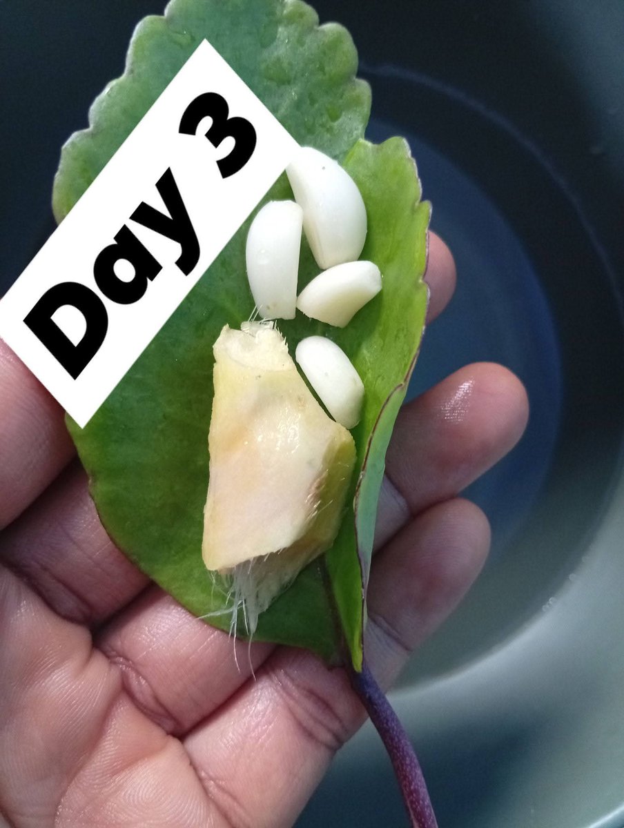 ClipStreamHQ tweet media