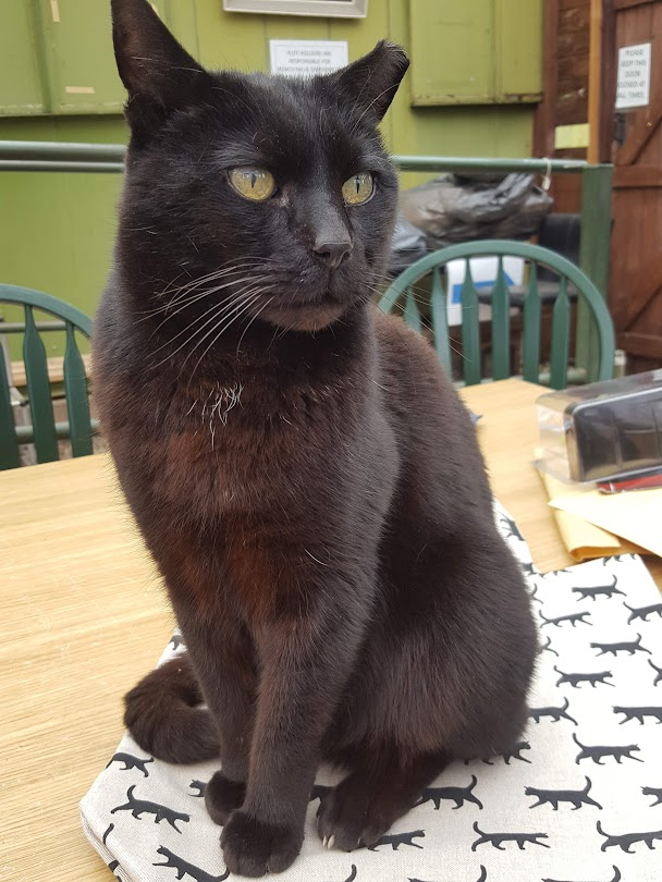 Robert Allotment cat,now helped by Janet & Amanda tweet media