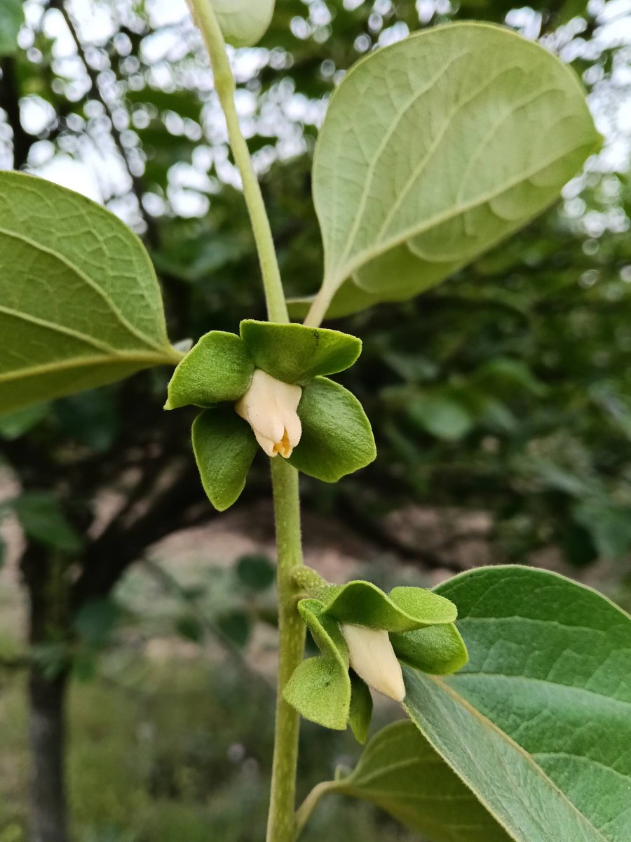 Directorate of Horticulture, panchkula, Haryana tweet media