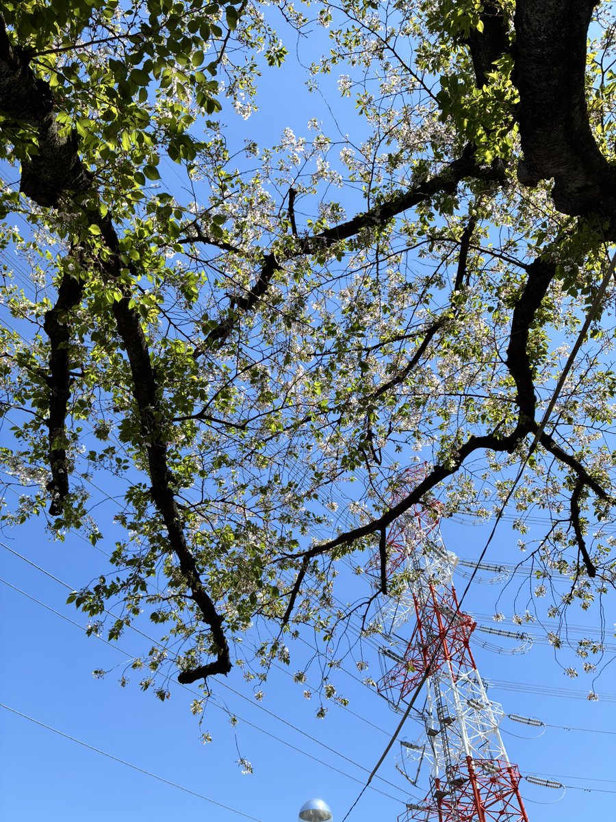 しのぶ🇯🇵shinobu tweet media