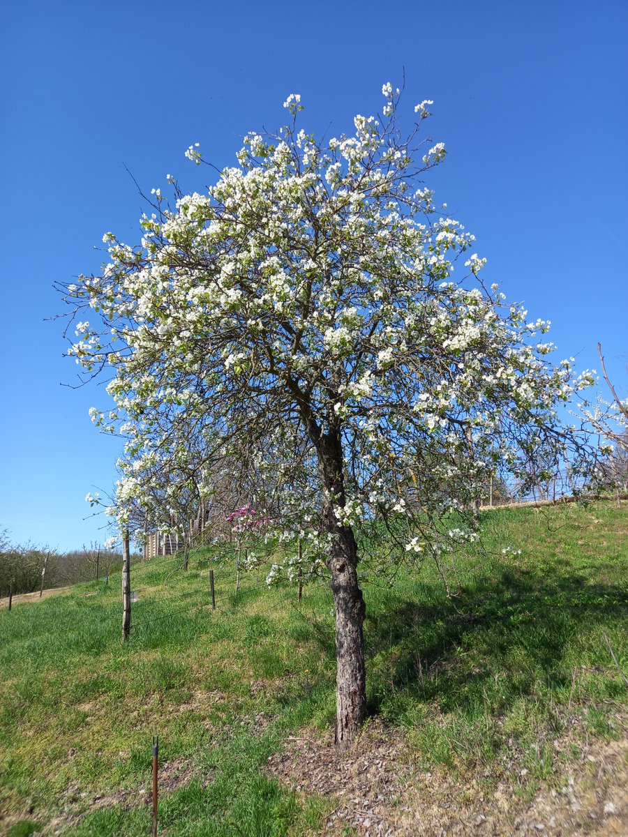 Adam Treeshepherd Rutsch tweet media