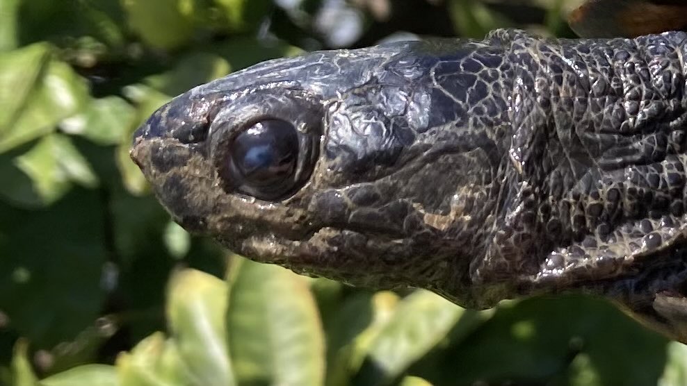 和象亀 tweet media