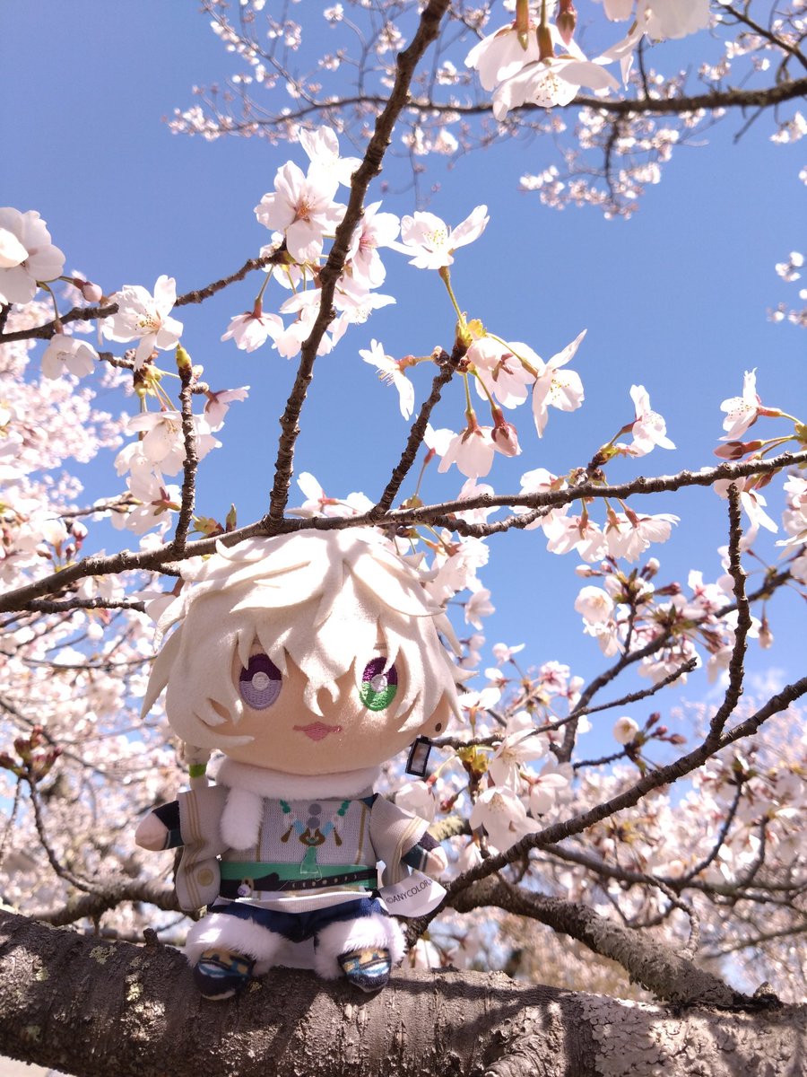 せんさと tweet media