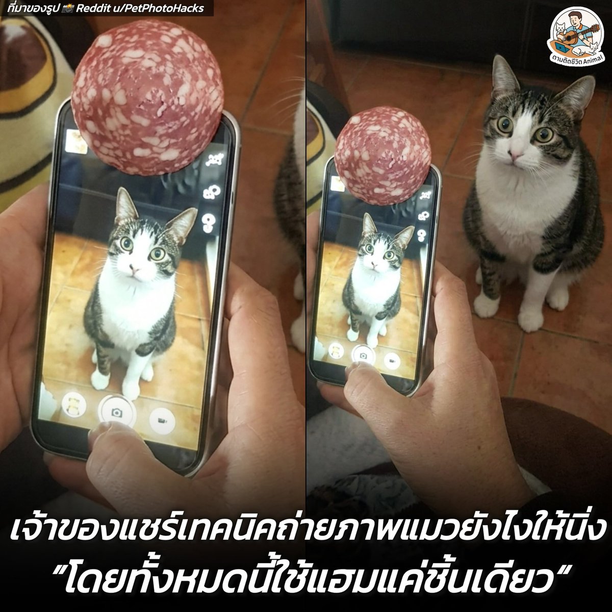 ตามติดชีวิตAnimal tweet media