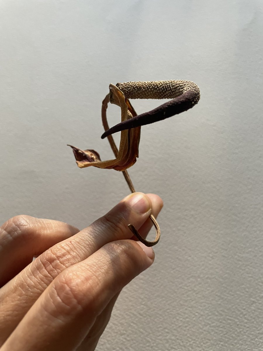 Una hoja seca tweet media