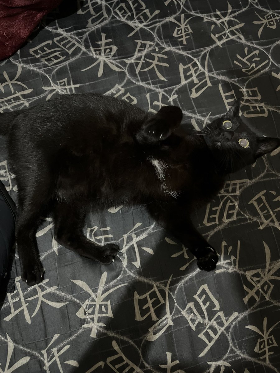 okeoph's tweet photo. ta gordão. descobri dps de um tempo q era macho😅 Pingo🐧 https://t.co/wgsxW1o6cF