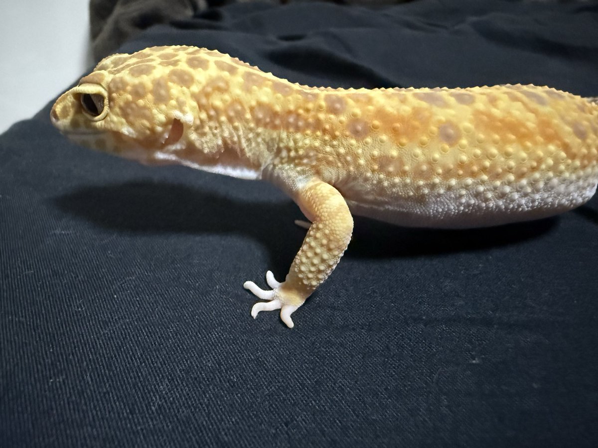 とも。 tweet media