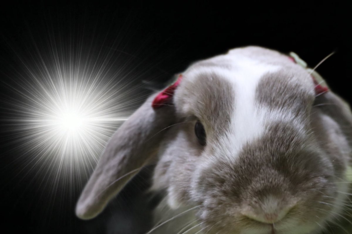 🐰まふぃあ&はです (あのめ趣味アカウント) tweet media