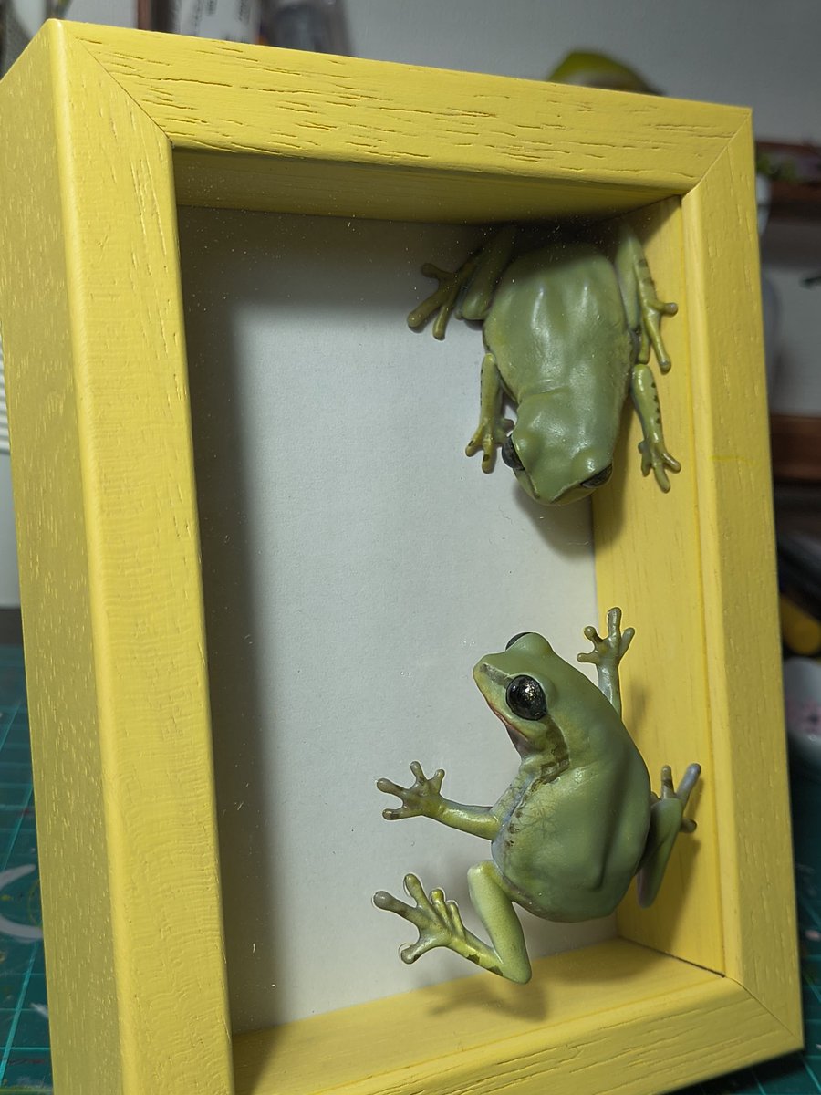 Bakaeru_model:蛙の棚 tweet media