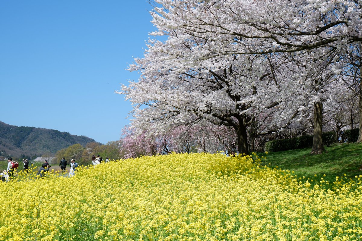 新潟県観光協会【公式】 tweet media