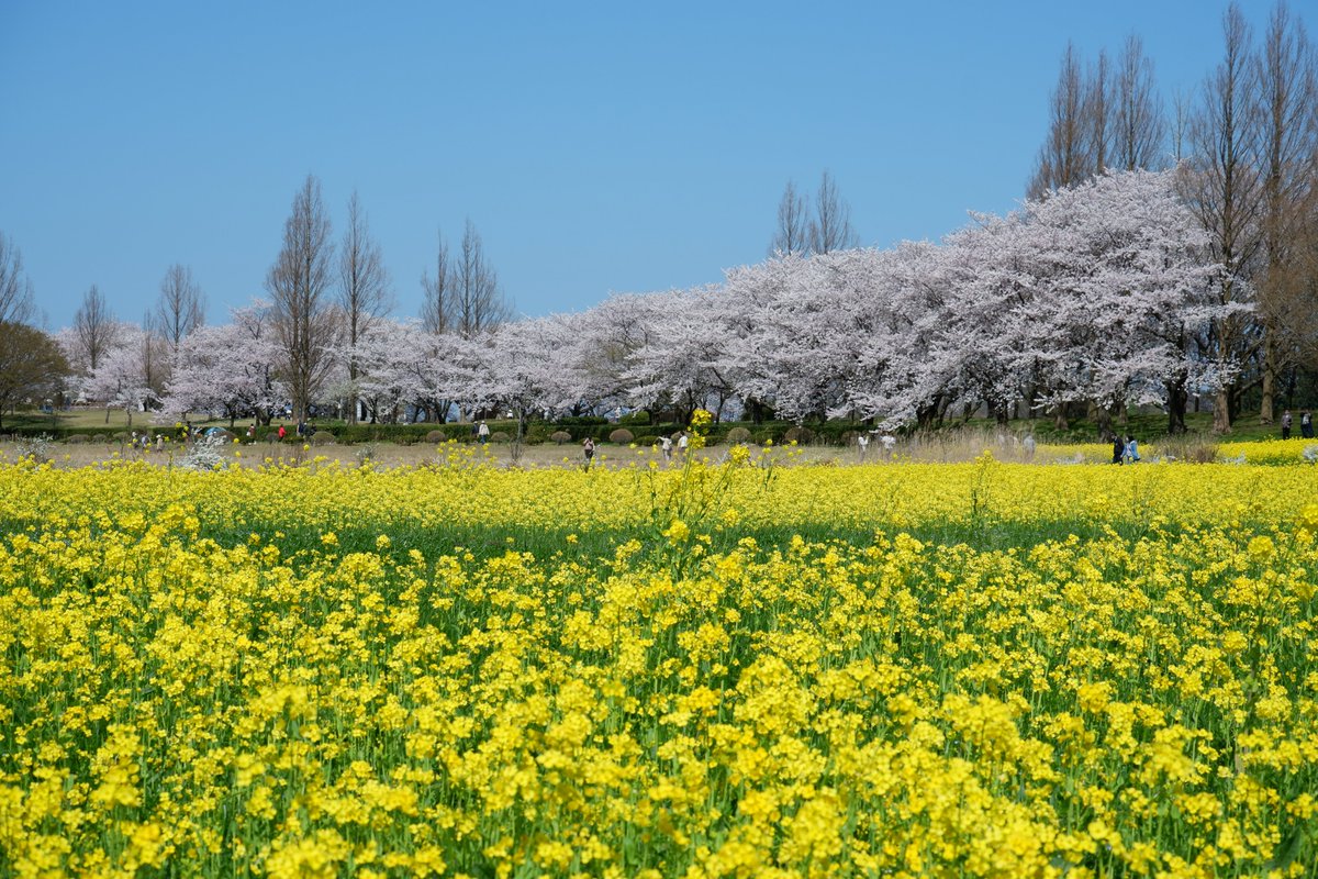 新潟県観光協会【公式】 tweet media