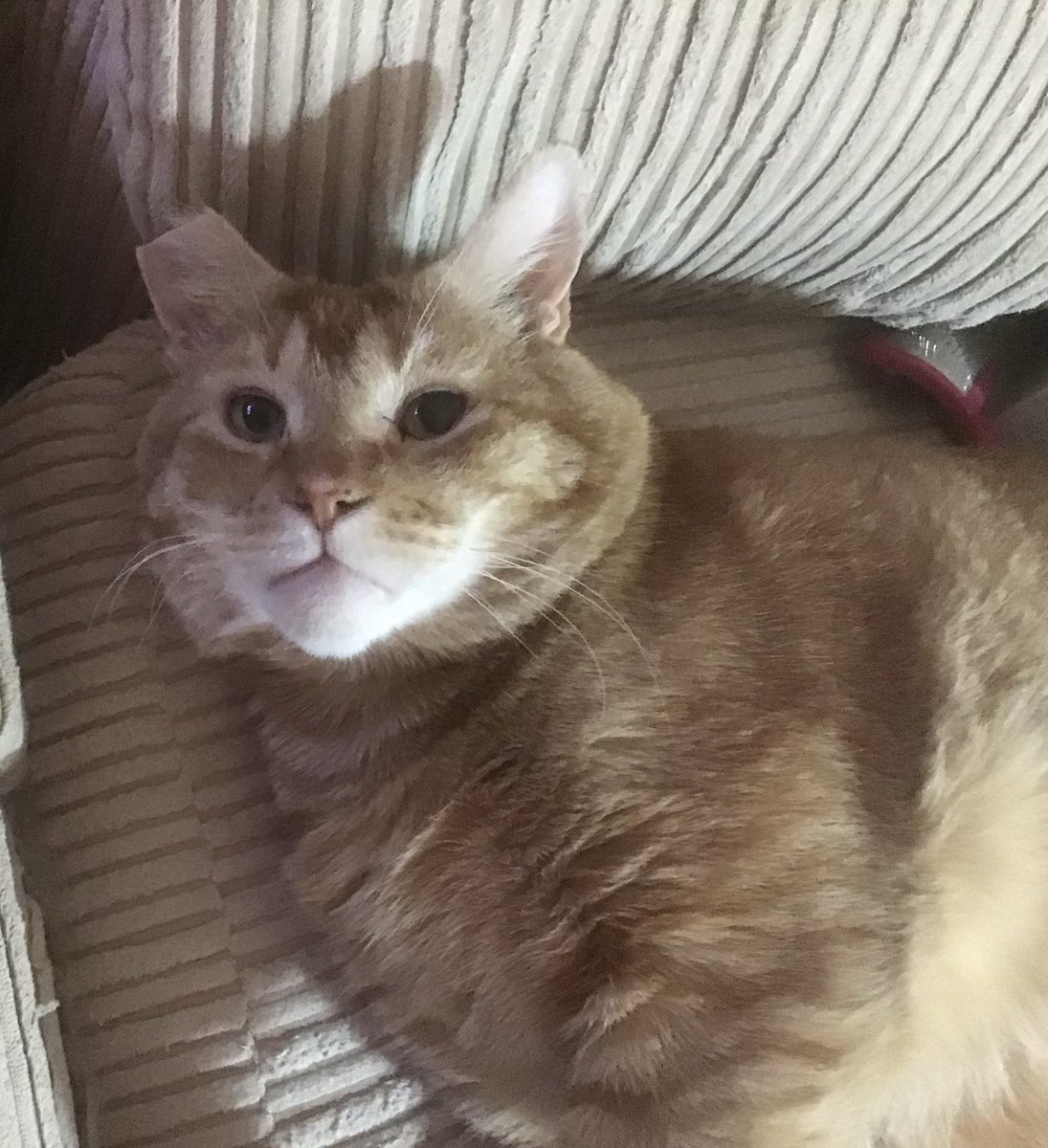 jmw176's tweet image. #CatsOfTwitter #Hedgewatch #WhiskersWednesday Hump Day is here again my furiends, hope mew have a wonderpurr Wednesday 🐾🧡😻🧡🐾