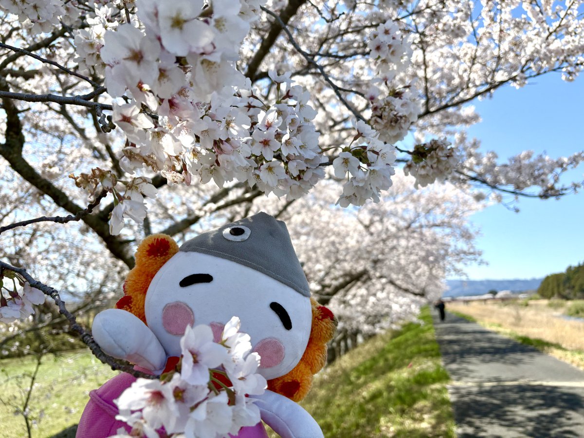 ukedon_namie's tweet photo. 【浪江町の桜は満開🌸*･】

ときどき風がビューンとふくけど
ポカポカな日が続いているよ！

 #請戸川リバーライン の桜が満開になったよ🌸

4月10日は  #さくら祭り と  #花火大会 が開催されるよ！楽しみだねぇ

 #浪江町  #うけどん  #桜  #春 https://t.co/o09fRbyuWe