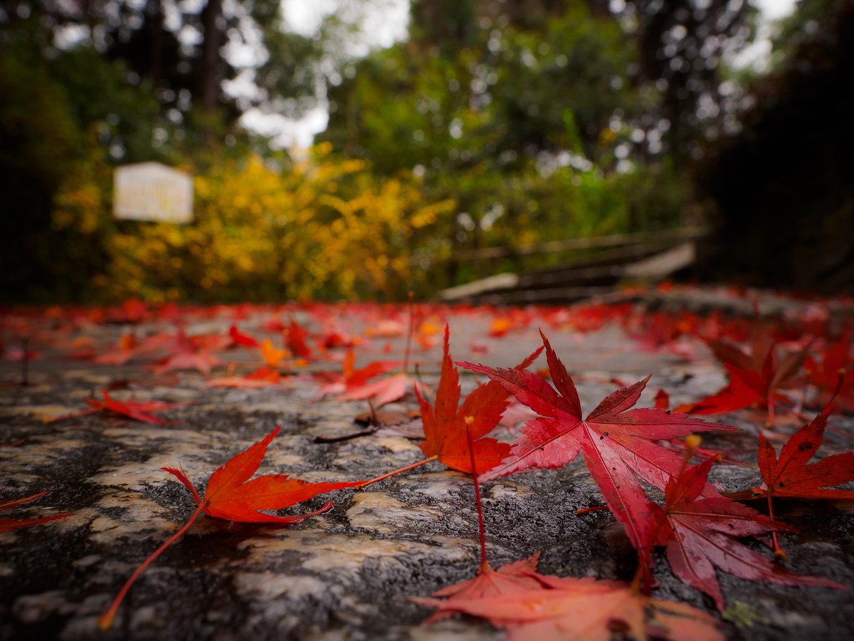 Jay Renkowitz tweet media