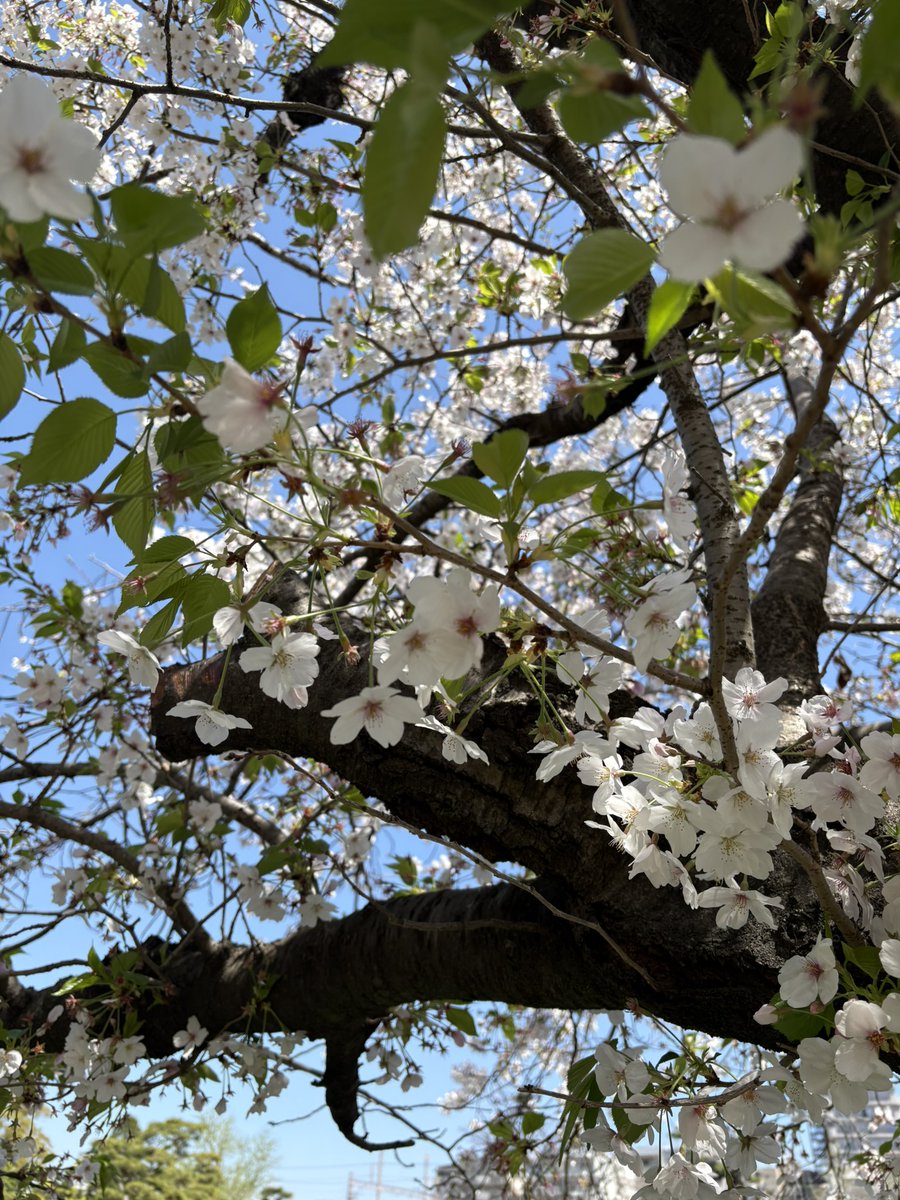 やまとがわよしの tweet media