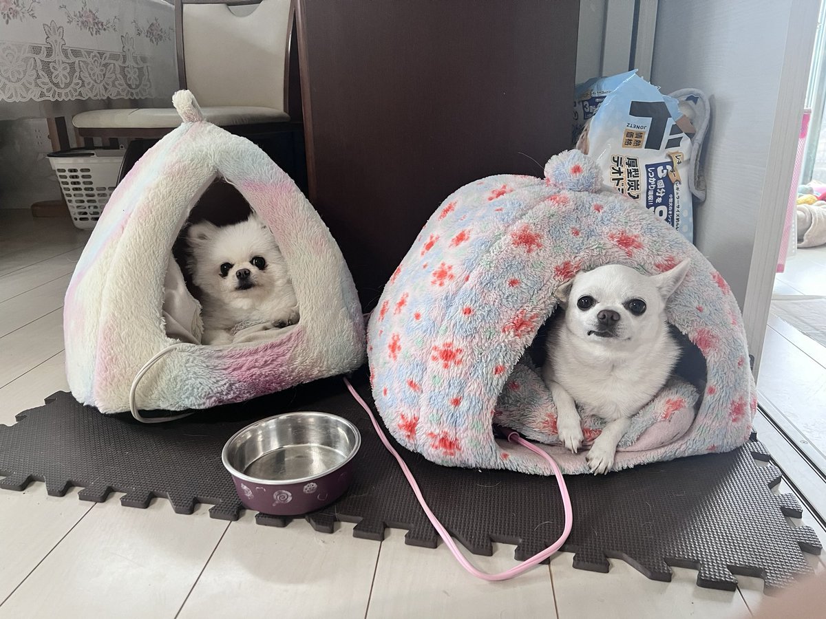 かっちゃん tweet media