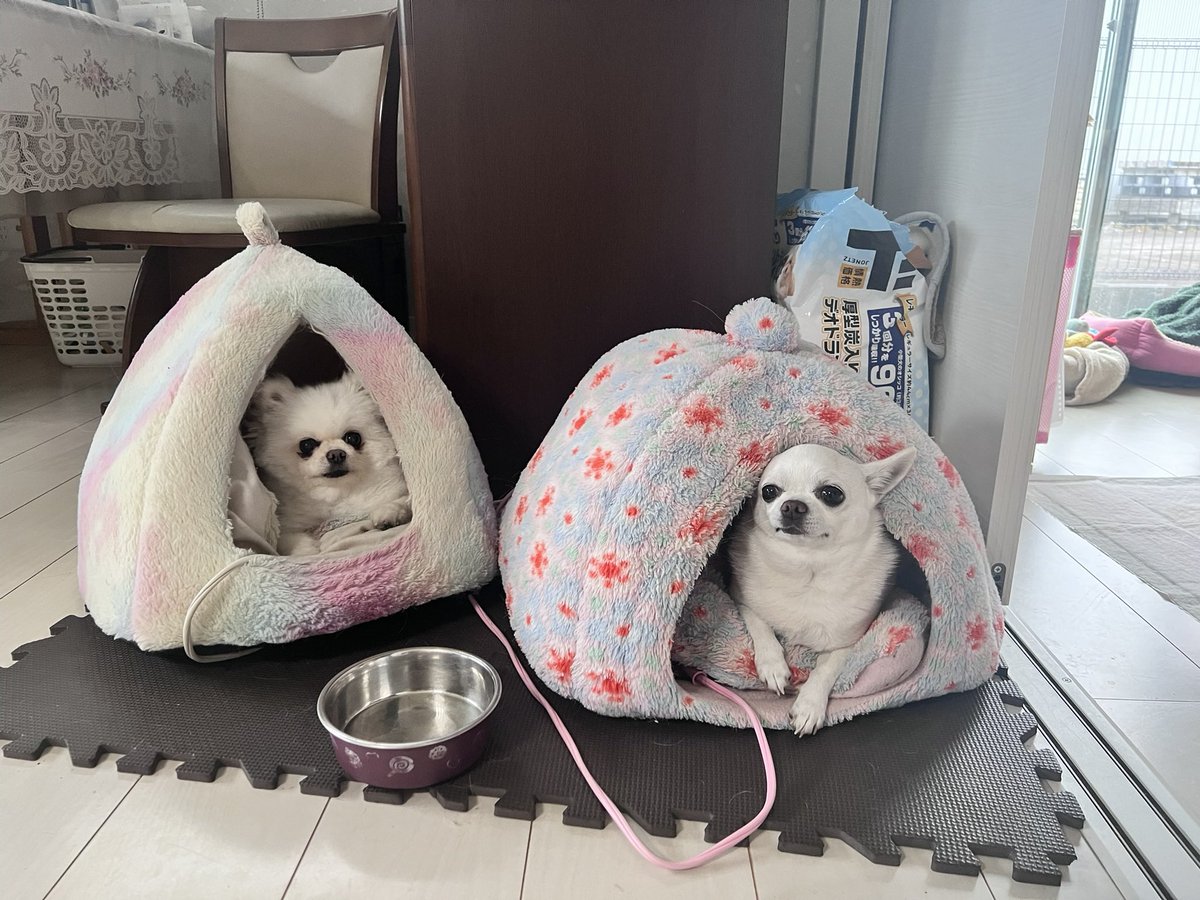 かっちゃん tweet media