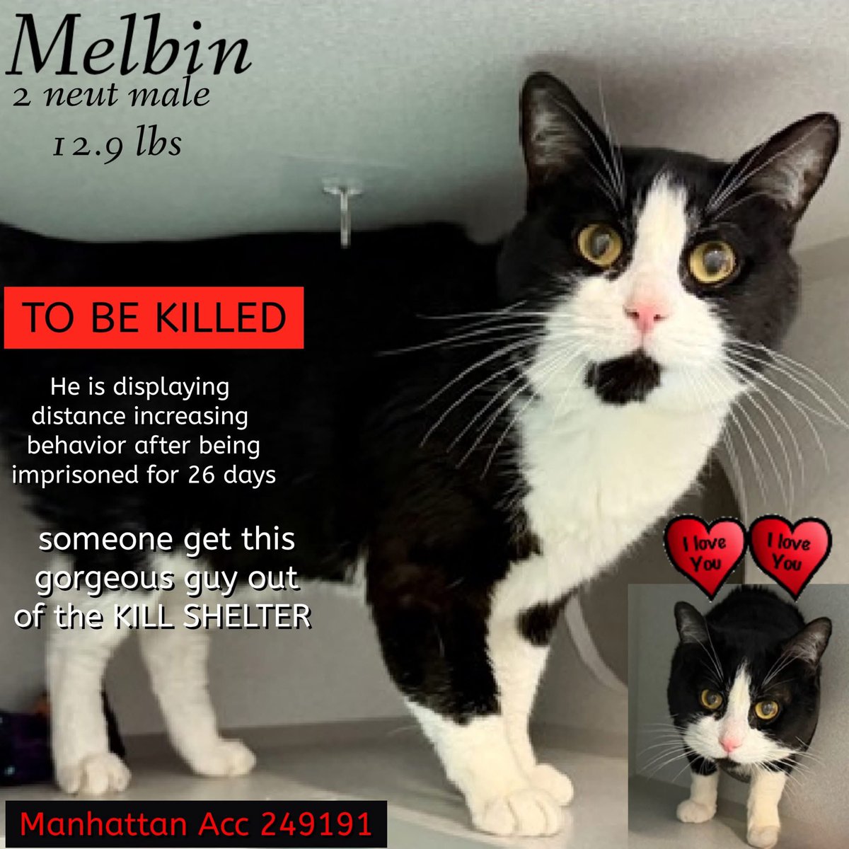 Nik & Marley Cat tweet media