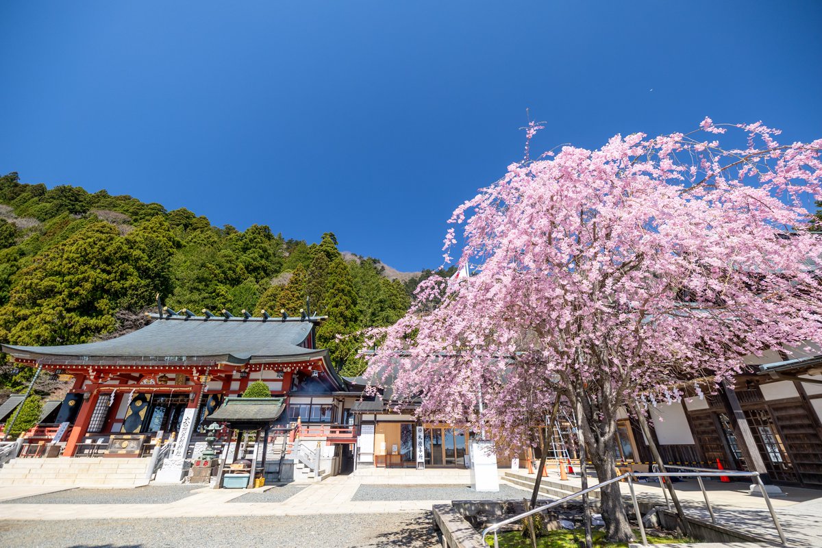 下社の石尊之枝垂桜が満開になりました。
青空に桜色が映えます。
#大山阿夫利神社 #桜 #満開