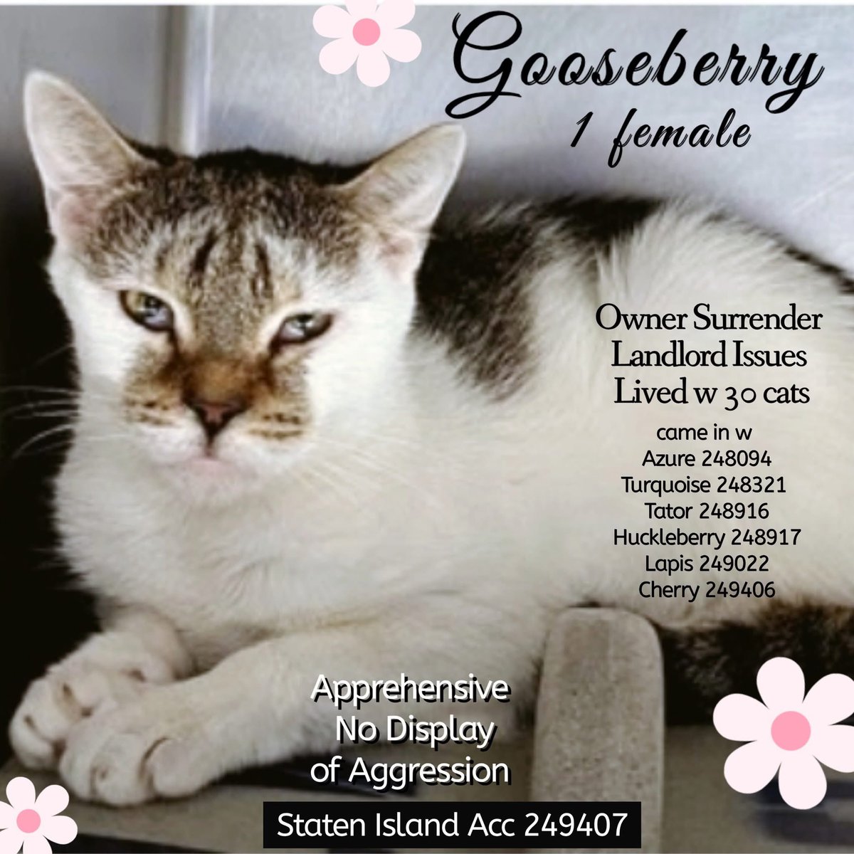 Nik & Marley Cat tweet media