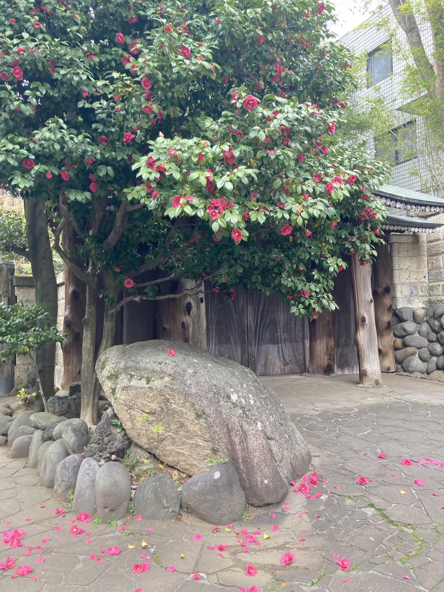 otanimuseum's tweet photo. ＃銅御殿(#重文・旧磯野家住宅)では、庭の大きな ＃��が今見ごろ です。見学会（要予約）では２・３階の窓からの #満開の桜 をゆっくりとご堪能いただけます。大門横の #椿も満開 でお迎えします。
【見学会のご予約はPeatixにて受付中】🔗https://t.co/D1I5oDWdfd https://t.co/S5PWS9gjPB