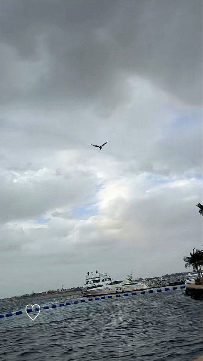 أﻣ̲ﺂ̲ﻧ̲يے .❥ 🕊 tweet media