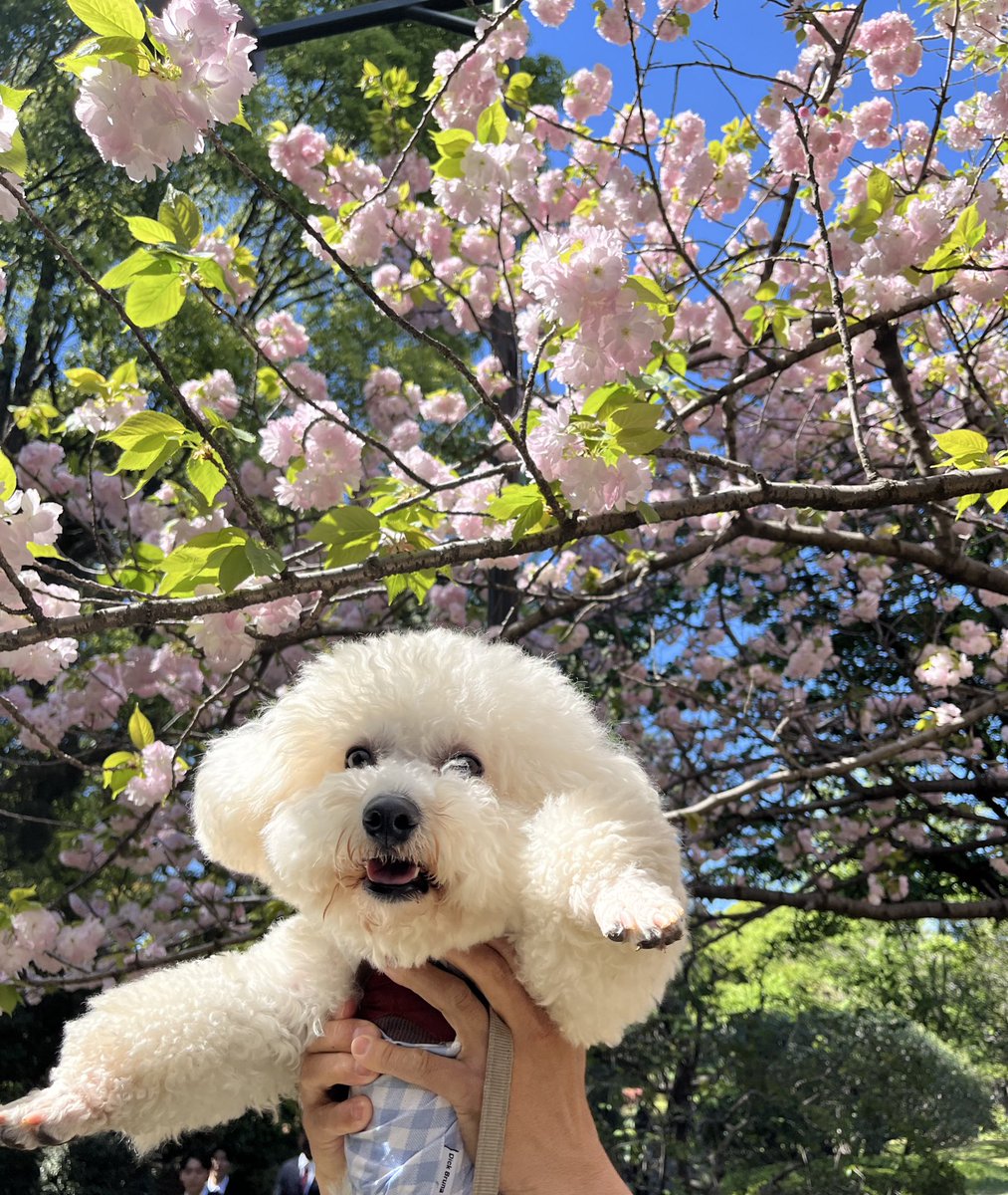 おこめ tweet media