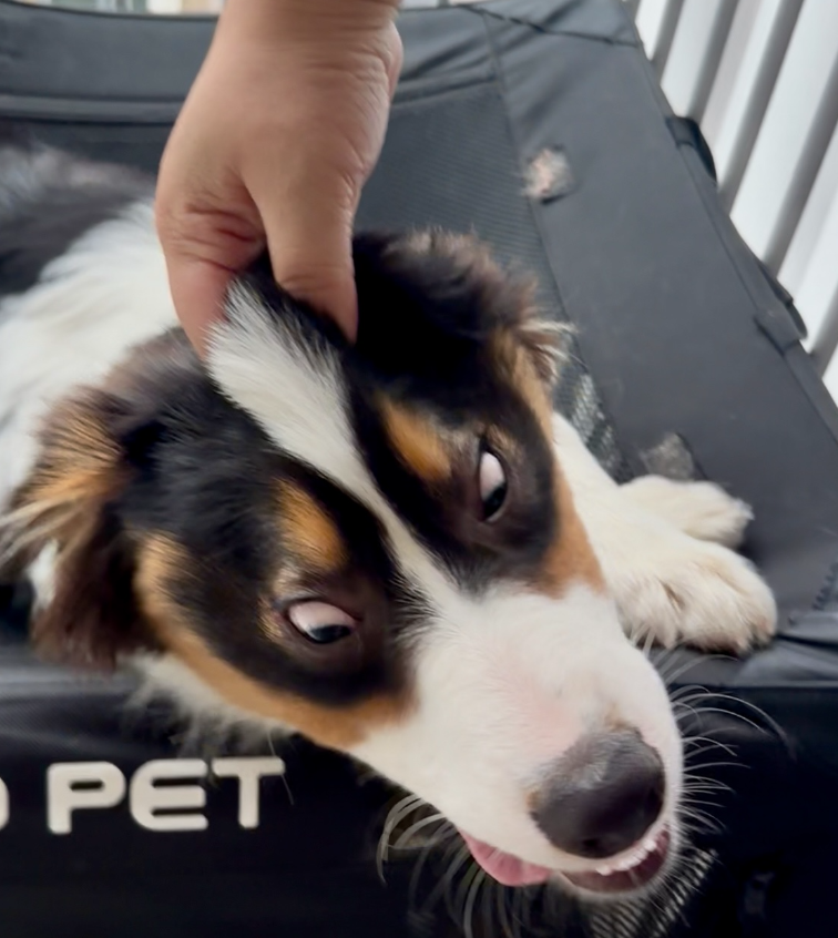 あとまる🐰 tweet media