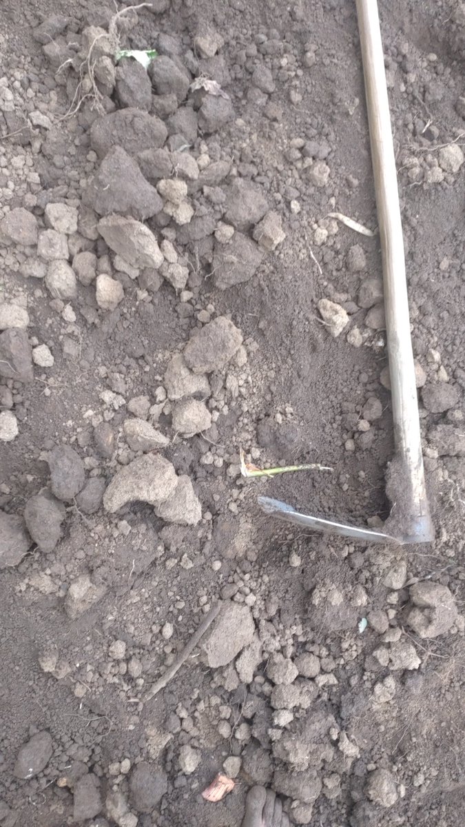 AYIKBKIREHE's tweet photo. AYIKBKIREHE in action!
Growing maize 🌽, empowering youth 💪
Together, we cultivate success and fight food insecurity.
📍 Kirehe
#AgriYouth #Farming #Rwanda https://t.co/aIh4z02E2p