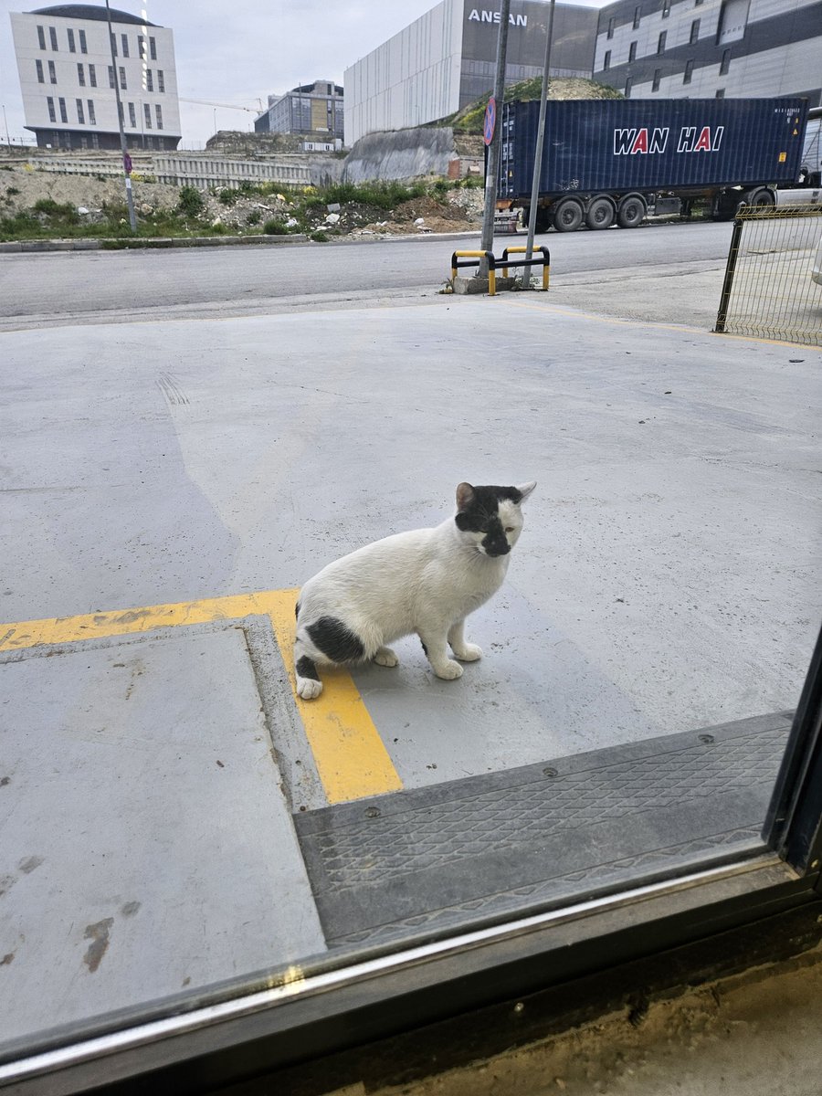 Barış Men. tweet media