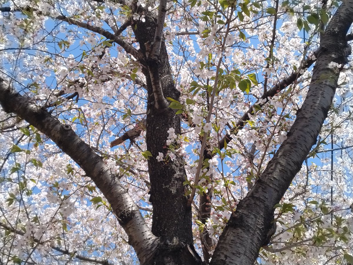 シンリー·F(フャル)·クレイドル tweet media