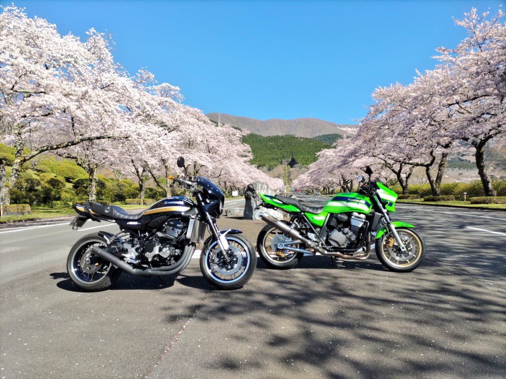 hide_zrx's tweet photo. 富士霊園の桜を観に！いっぱい咲いてました😊 https://t.co/TjjsrBZx63