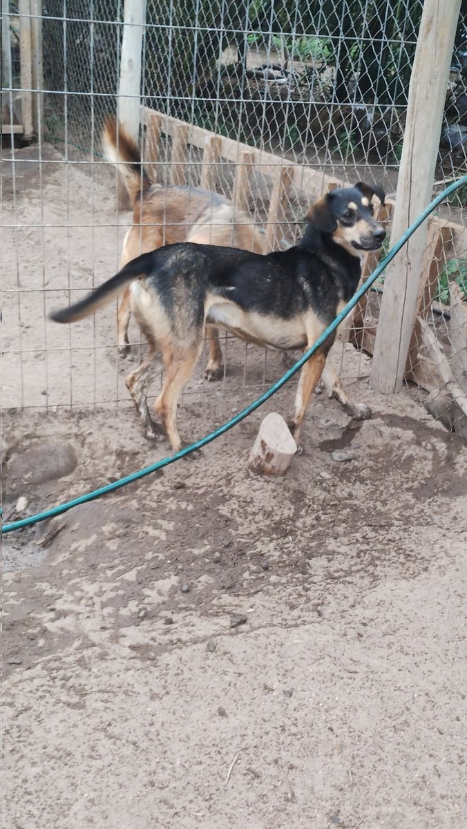 🐾🐾Callejeros, sin voz❤🐾🐾 chile🇨🇱 tweet media