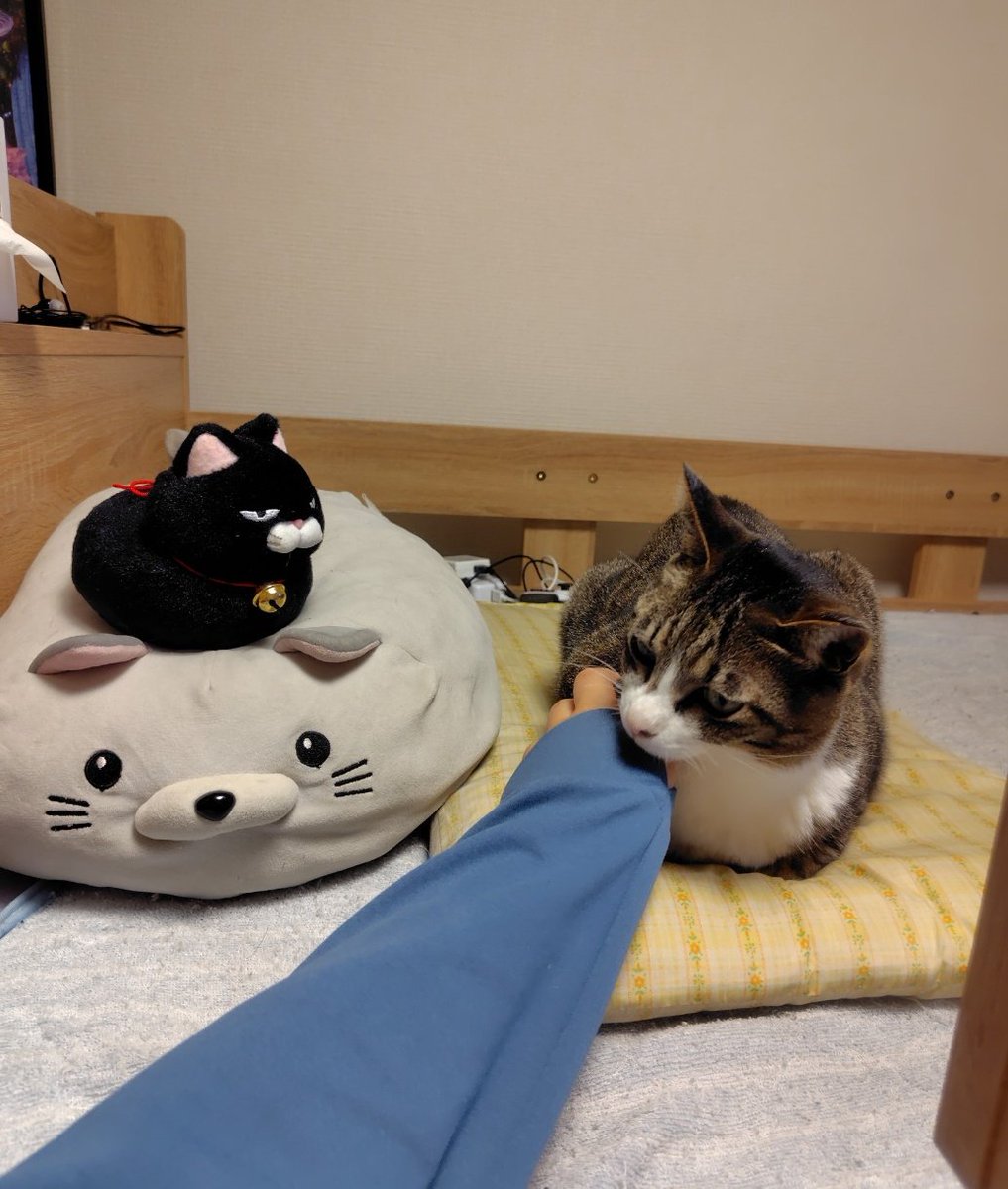 妙(たえ) tweet media