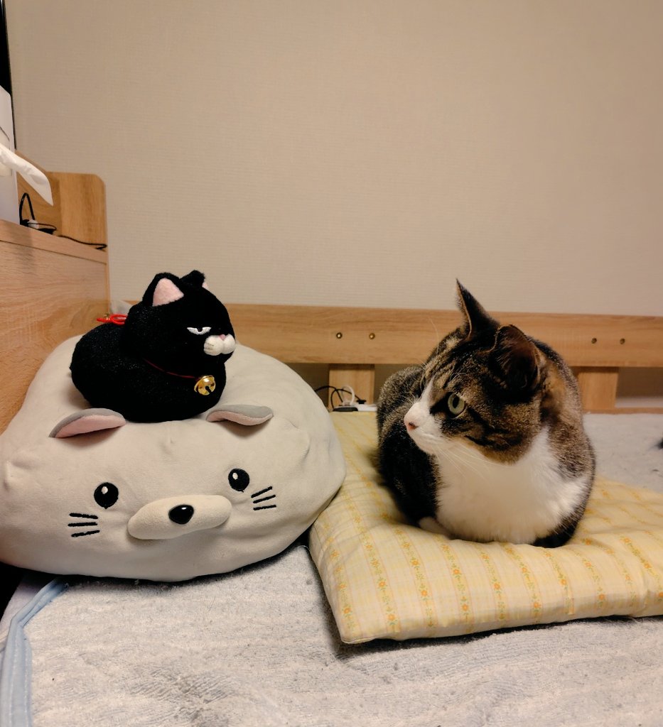 妙(たえ) tweet media